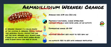 Armadillidium Werneri Orange Isopod Bin Label
